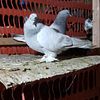 Uzbek and Turkish pigeons for sale.