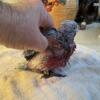 Baby Rose Breast Cockatoo