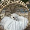 CFA Shaded Silver Persian Kittens