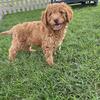 Cavadoodles puppies