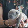 XL american bully pups