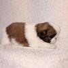 Shih Tzu puppies