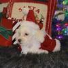 Maltipoo Ready for Santa