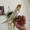 Hand fed cockatiel