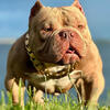 Exotic Bully Stud