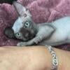 Bambino female cat for sale