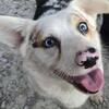 Blue eyed corgi female 2 years old