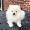 CKC Pomeranian: WHITEY