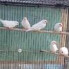 Awesome Snow/Cotton White Zebra Finches (Not CFW Whites) L@@K
