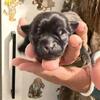 Chihuahua Male