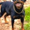 Female Rottweiler