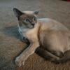 Blue point siamese TCA registered