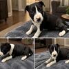 Mini bull terrier female