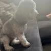 Miniature poodle for $300