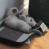 Siamese kittens for sale-ready now