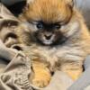 AKC registered Teddy Bear Pomeranian