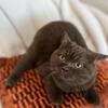 Rare Blue-Eyed British Shorthairs | Elite Imported German Lines