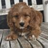 Adorable Cavapoo Males