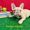 French Bulldog puppies. Akc. Isabella