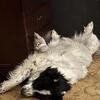 Great Pyrenees/Karakachan 10mo Puppy