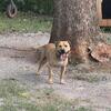 2 Year Old MALE APBT for Sale