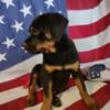 AKC German Bred Rottweiler puppies