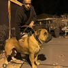 Large Boerboel for  Stud Service 