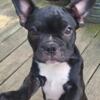 Puppy Male 'Blueberry'  (1/2 Boston Terrier & 1/2 French bulldog) Frenchton 