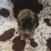 Toy Poodle Puppies - male and female