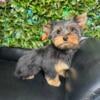 Male Yorkie puppy Available