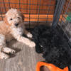 golden doodles needing new homes posting for my grandmother