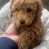 Female Toy Poodle (Ready now) 