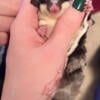 Sugar Glider Female Black Beauty Joey Baby Pet For Sale  $350