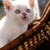 Flame Point & Lilac Point Himalayan Kittens