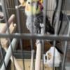 Cockteil bird for sale 100