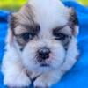 Shih tzu/ Bichon female- ready to go!