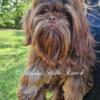 Akc shih tzu adults for sale