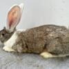 Continental Giant rabbit female - will be huge