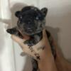 AKC French bulldog puppies