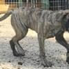 Female English Mastiff