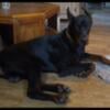 Cane Corso X (bandogge)Doberman pups- GORGEOUS LITTER!