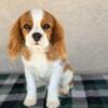AKC Cavalier King Charles Puppies