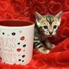 Beautiful Bengal Kittens