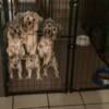 Blonde and Golden  Young Yorkie adult males
