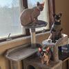 3 sphynx cats