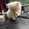 Pure White Persian Kittens Atlanta, GA