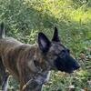 Dutch Shepherd female