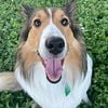 Very Handsome and Intelligent Sheltie - Extremely Well Trained, Too!