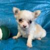 Chihuahuas, Pomeraian, Poodles, French Bulldogs, Yorkies, Morkies, Maltese puppies