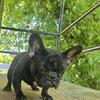 Akc French Bulldog puppies Male